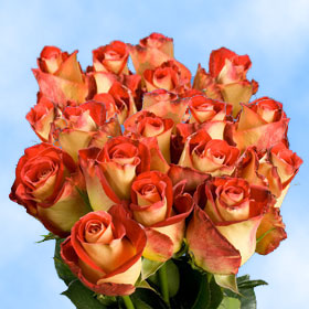 Extra Long Stem Friendship Roses | Global Rose