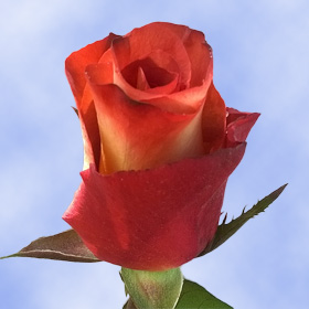 Fresh Brown Cream Leonidas Roses Short Stems Direct from Farms | Global ...