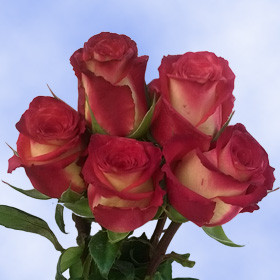 494 New bridal bouquet long stem 905 Color tones for all Deep Dark Red with Yellow Roses may vary due to 494 New bridal bouquet long stem 905 Color tones for all Deep Dark Red with Yellow Roses may vary due to