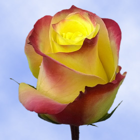 Long Stem Yellow Roses with Blush Red Tips Roses Red Edges | Global Rose