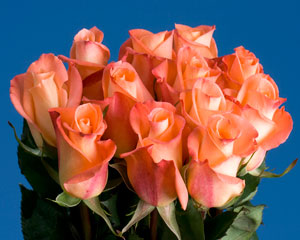 Donna Roses Long 75 | Vindu