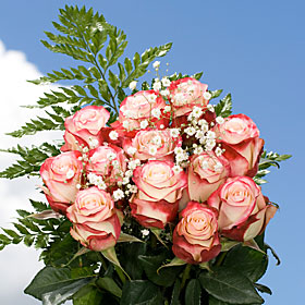 Dozen Roses Bi-Color | Global Rose