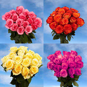 Premium Dozen of Assorted Colored Roses | Global Rose