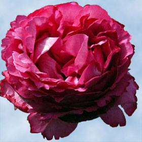 Premium Hot Pink Garden Roses | Global Rose