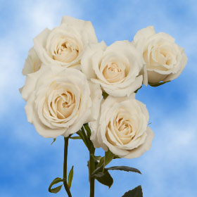 White Spray Roses | Global Rose