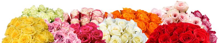 The Story of the Rose