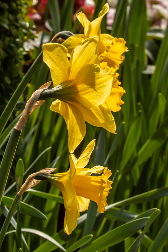 Daffodil April Flowers