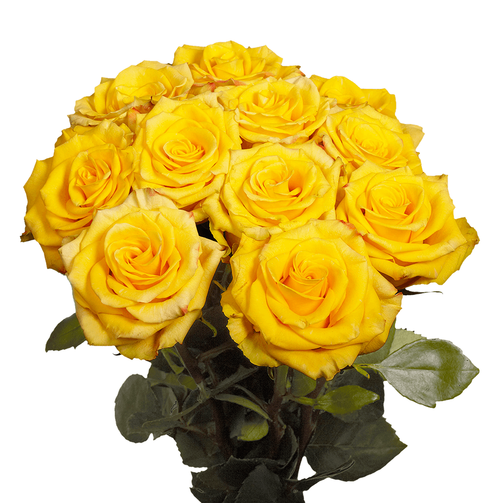 Yellow Anniversary Roses