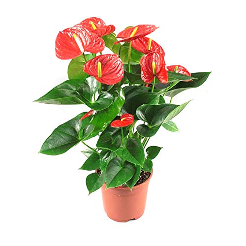 anthurium flower pot