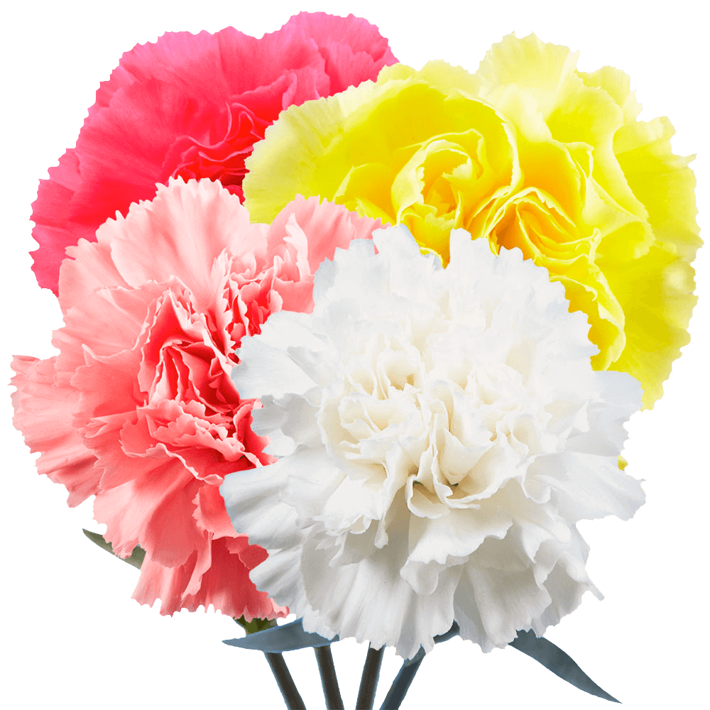 Beautiful Multi-color Carnations