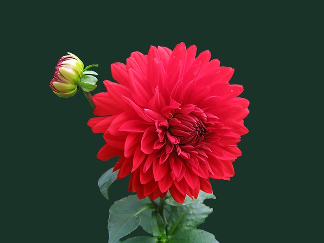 Dahlia Flowers - Traditional Wedding Flower Meaning and Symbolism