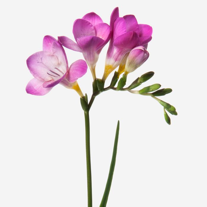 Freesia Flower - Traditional Wedding Flower Meaning and Symbolism