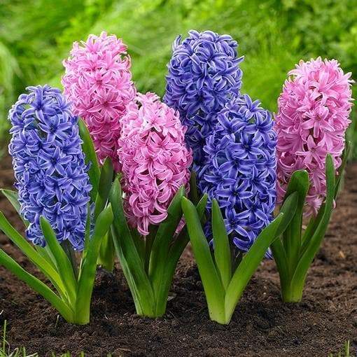 Hyacinth Flower Bulbs