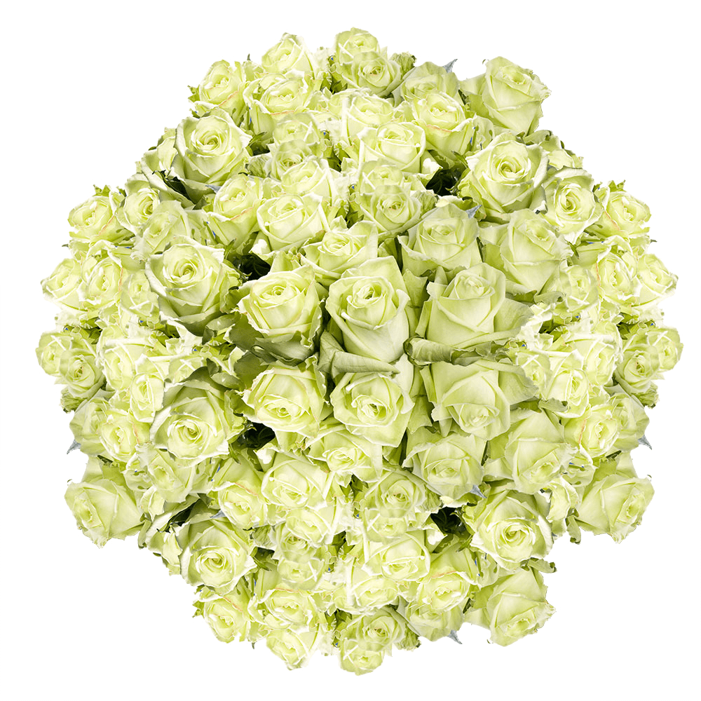 50 Stems of Assorted Green Roses