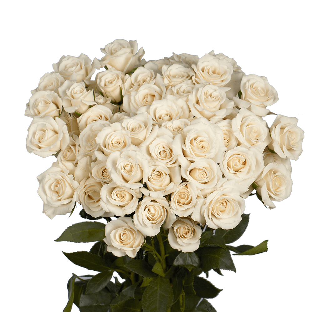 White Spray Roses