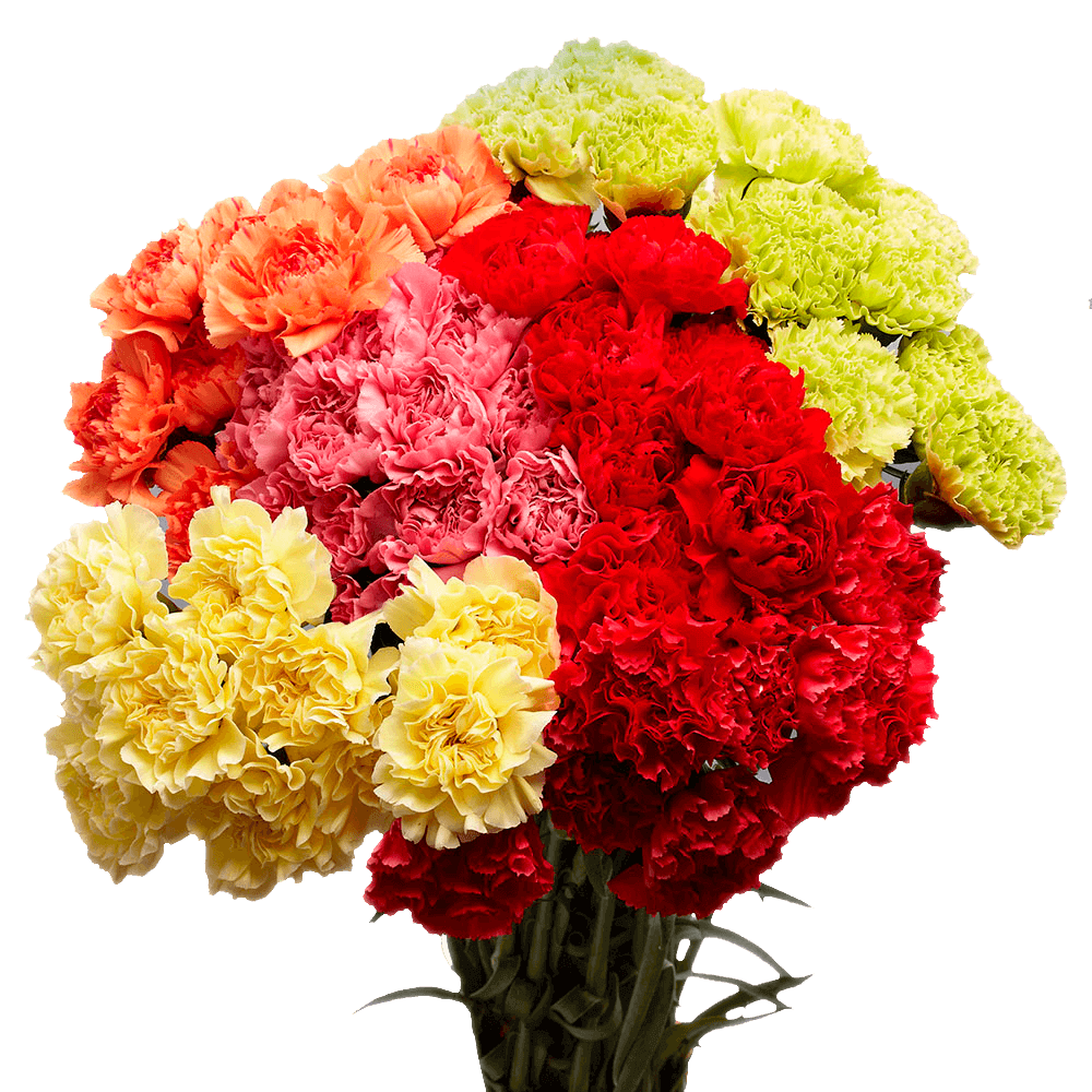 100 Stems of Carnations Assorted Colors
