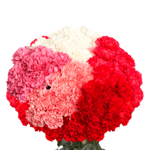 beautiful mothers day carnations