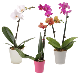 Best Orchid Flowers for Mother's Day