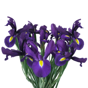 100 Blue Iris Flowers for Mother's Day