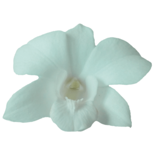 buy fresh orchid flowers at wholesale prices