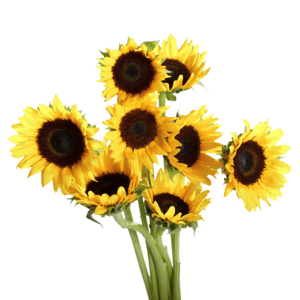 50 Stems of Yellow Sunflowers with Brown Center