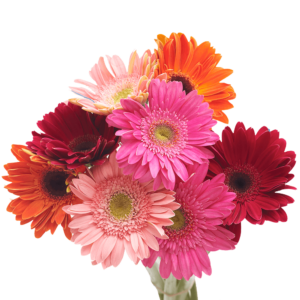 30 Stems of Assorted Color Gerbera Flowers