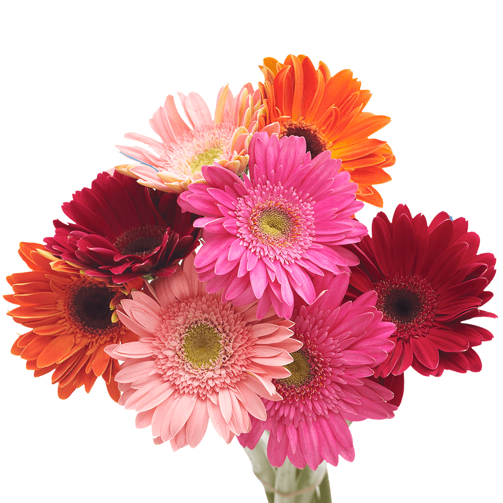 15 Most Popular Flowers for Mother’s Day Blog Globalrose