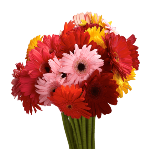 Buy Fresh Gerbera Daisy Flowers at Wholesale Prices
