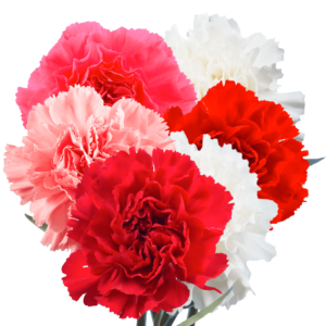 Mother's Day Carnations: Most Popular Flowers for Mother's Day