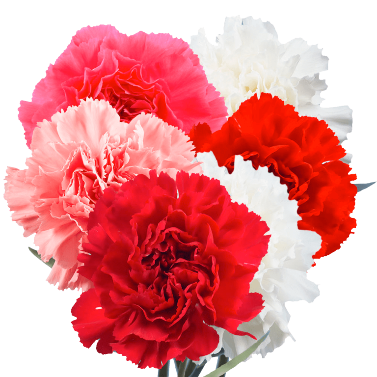 15 Most Popular Flowers for Mother’s Day Blog Globalrose