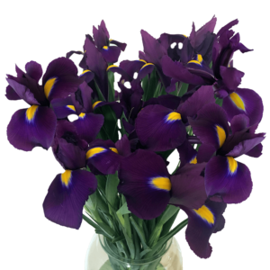 Purple Hong Kong Iris Flower for Mother's Day