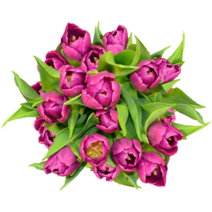 Purple Tulip - Most Popular Flowers for Mother's Day