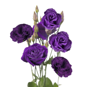 80 Stems of Purple Lisianthus 320 Blooms