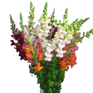 Snapdragon Flowers:  Most Popular Flowers for Mother's Day