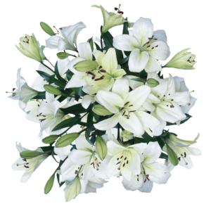  20 Stems of White Asiatic Lilies 80 Blooms