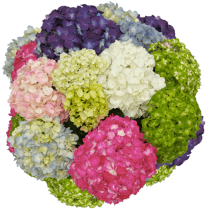 20 Premium Assorted Hydrangea Flowers: Wedding Flower Trends