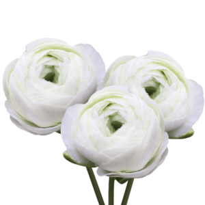 50 White Ranunculus