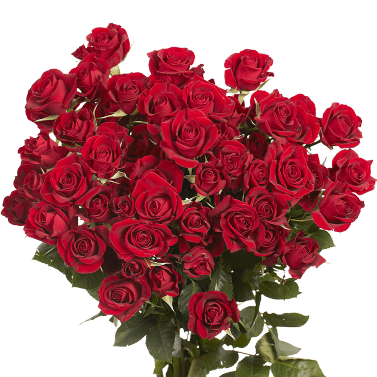 Self-Love Flowers