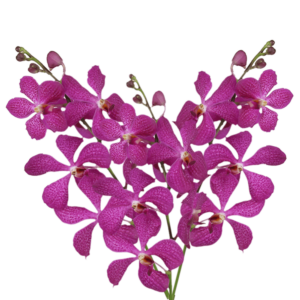  Lavender Blue Delight Orchids
