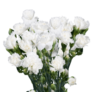 White Spray Carnations