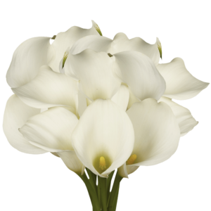  Mini Calla Lilies White