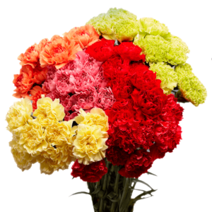  Assorted Carnations Choose Your Quantity