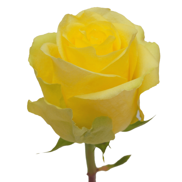 50 to 250 Stems of Minion Yellow Roses
