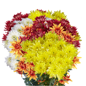 36 Stems of Assorted Color Cushion Pom Poms 144 Blooms