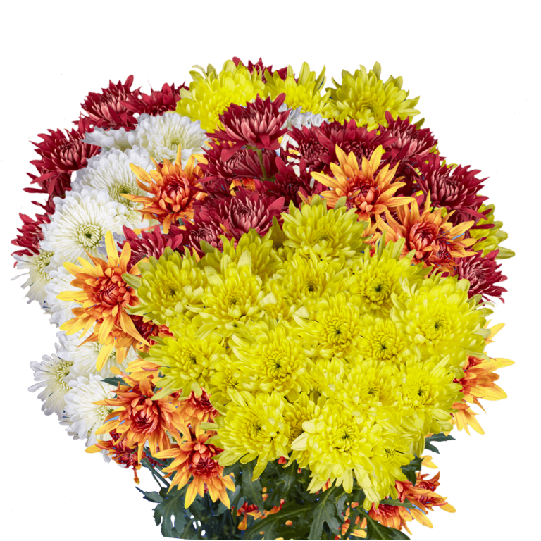 Flowers For Every Occasion The Perfect Blooms for Birthdays, Graduations, And More Blog