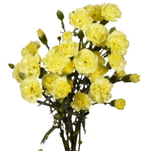  Yellow Spray Carnations