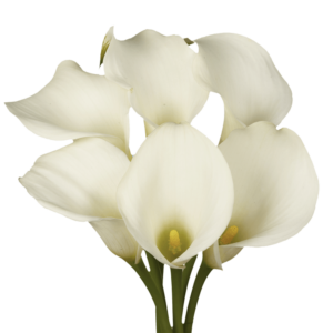 White Mini Mini Calla Lilies