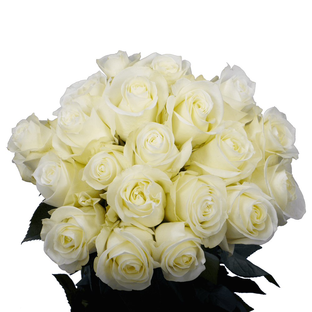 50 Stems of White Wedding Roses