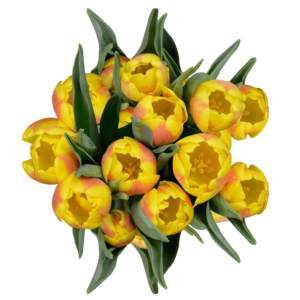  Yellow Tulip