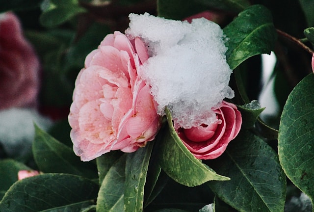 Winter Flowers